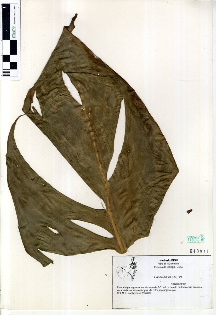 Canna edulis