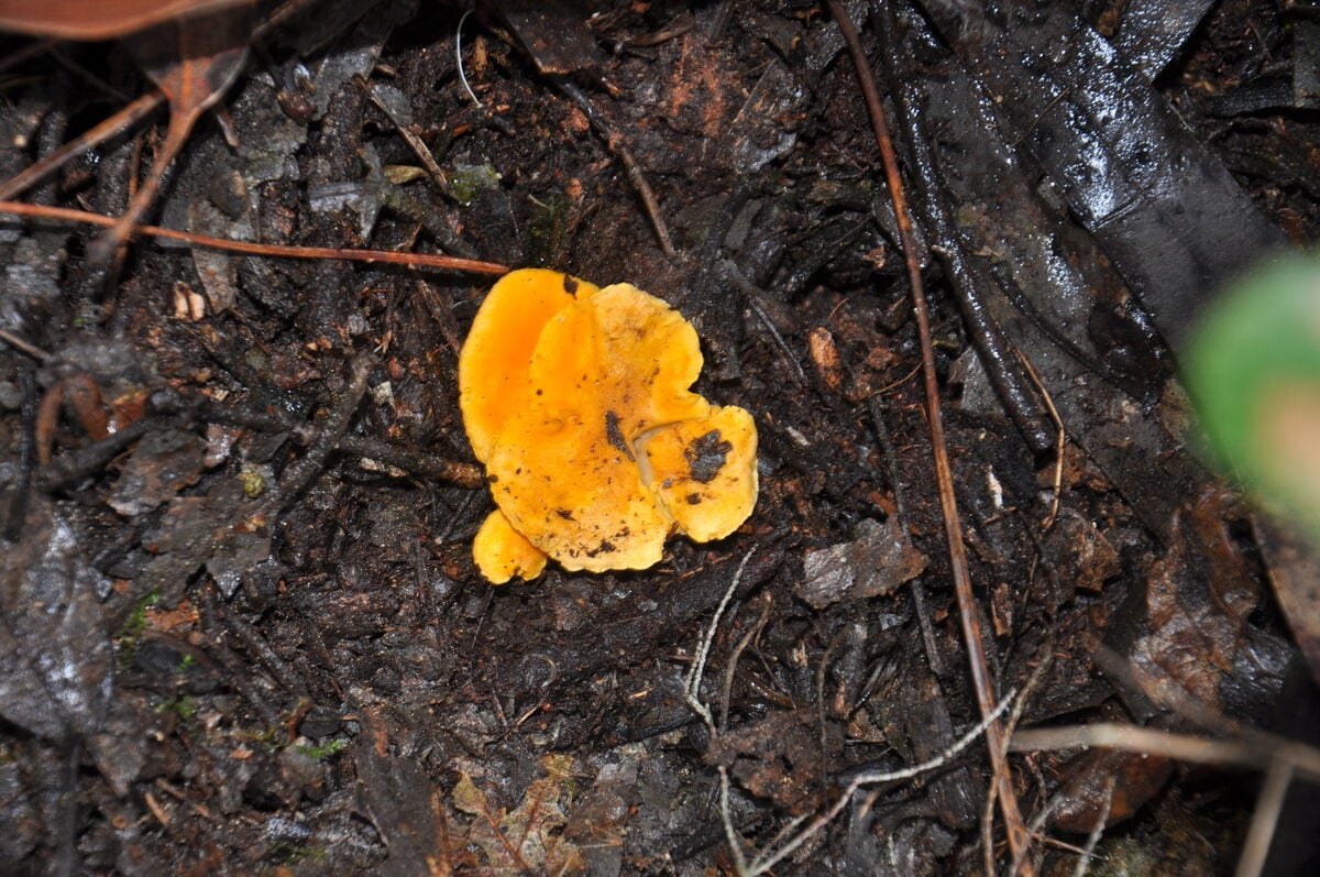 Cantharellus cibarius — photo 3