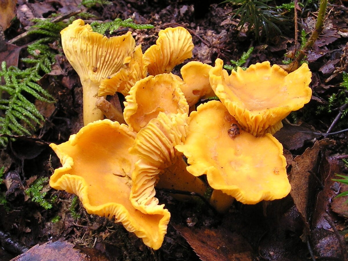 Chanterelle