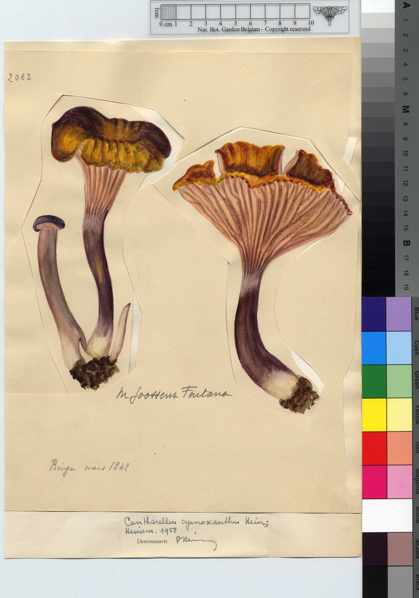 Cantharellus cyanoxanthus