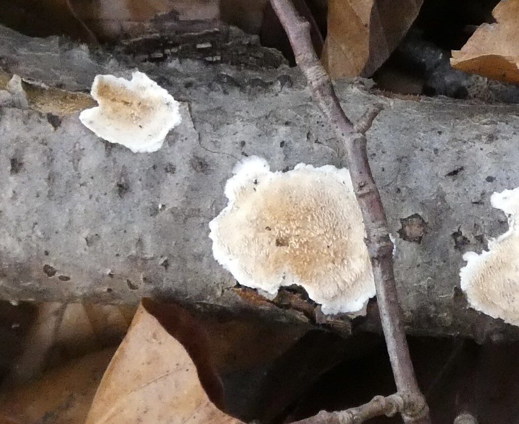 Cantharellus incarnatus