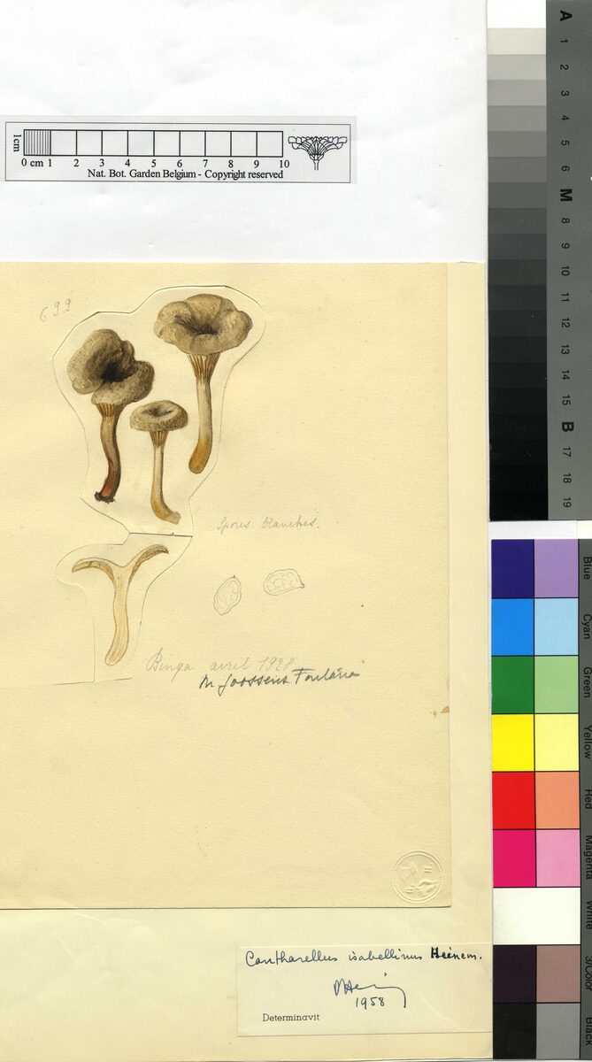 Cantharellus isabellinus — photo