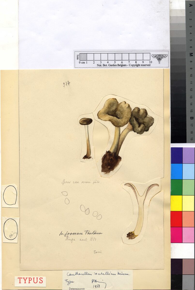 Cantharellus isabellinus