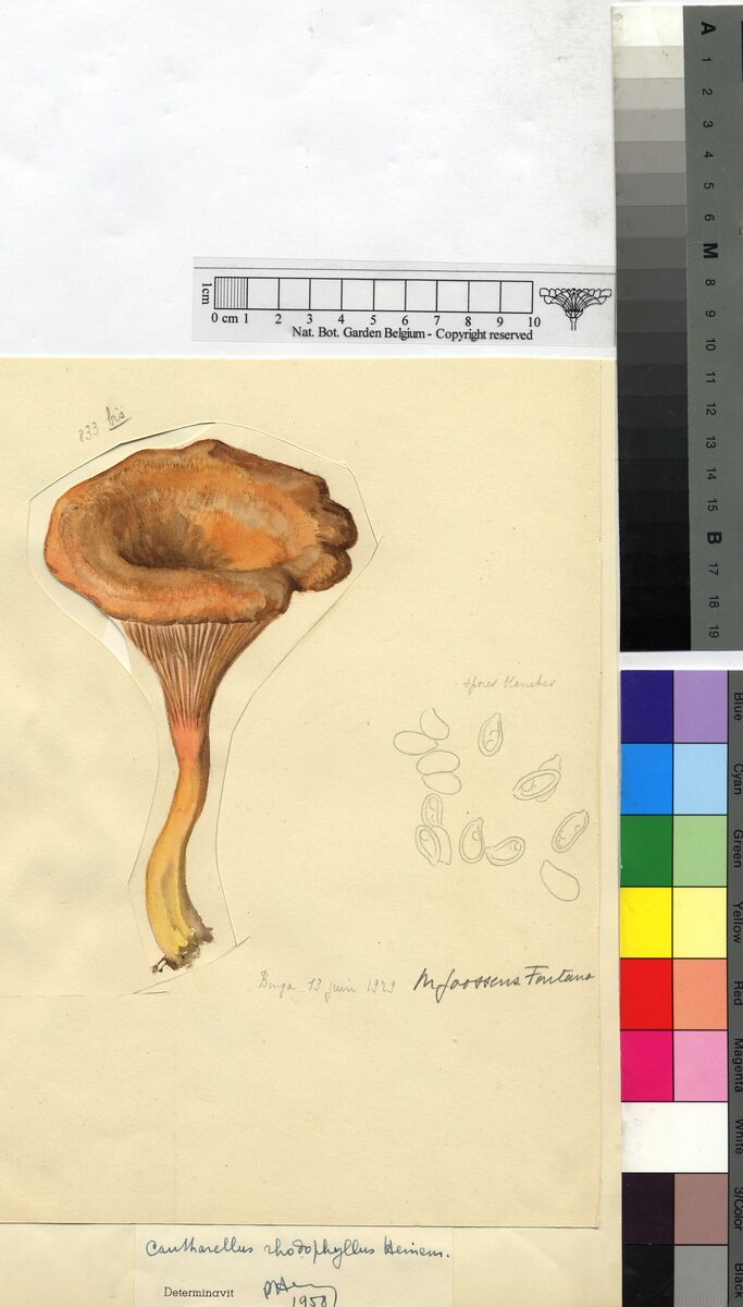 Cantharellus rhodophyllus — photo