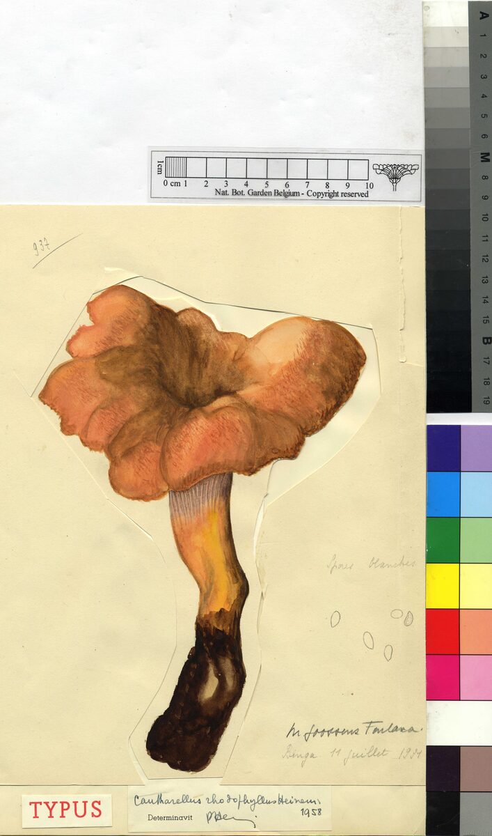 Cantharellus rhodophyllus