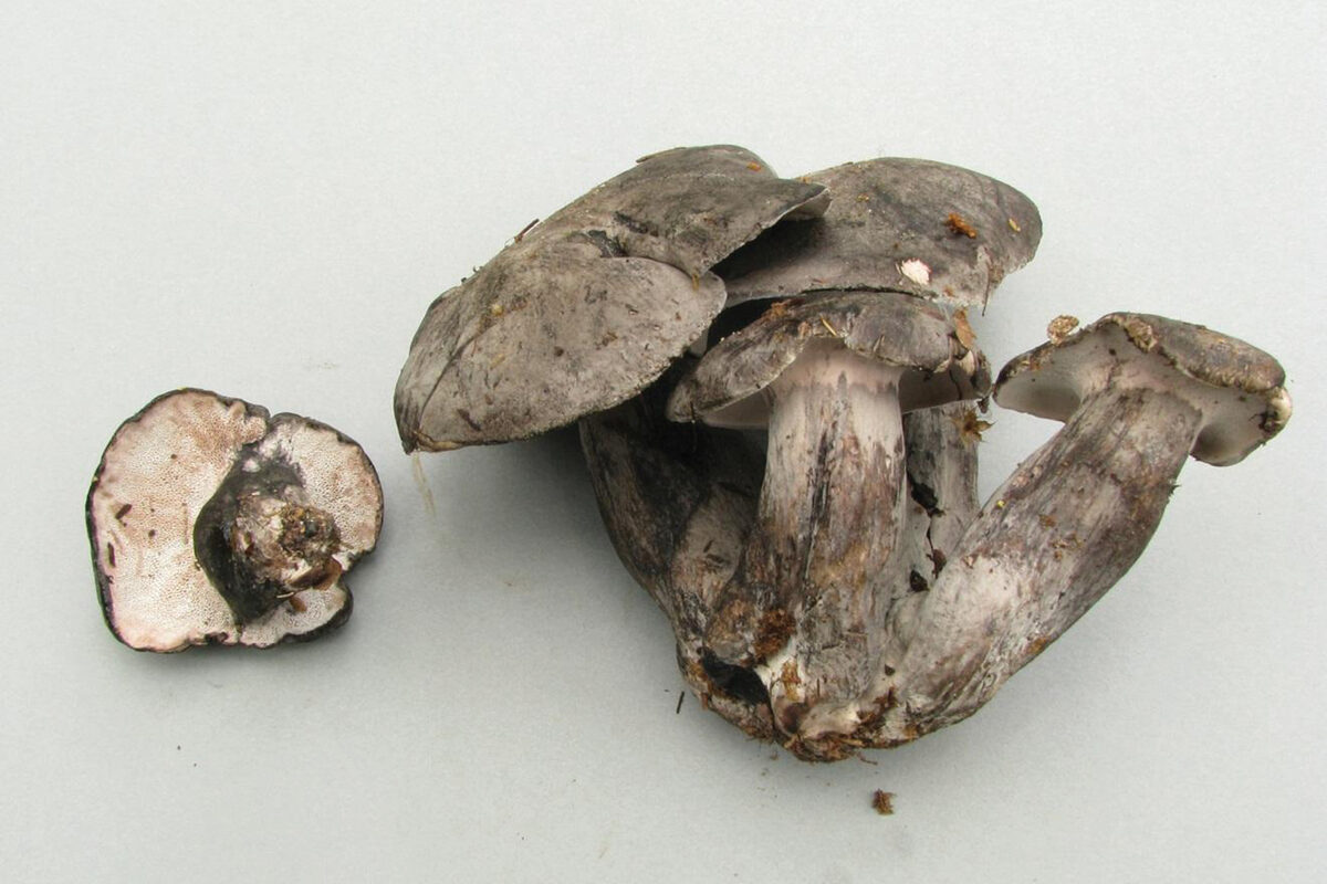Cantharellus splendens
