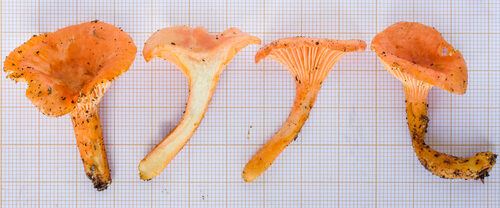 Cantharellus subincarnatus — photo