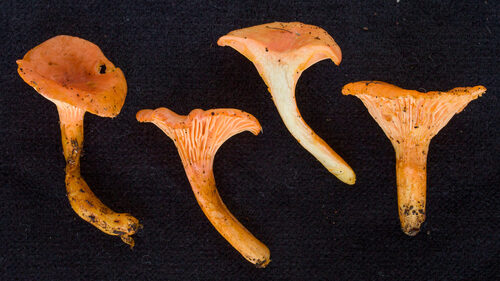 Cantharellus subincarnatus