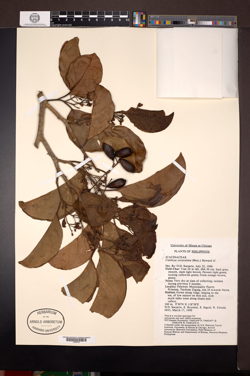 Cantleya corniculata - (Becc.) R.A.Howard (Daru) — photo