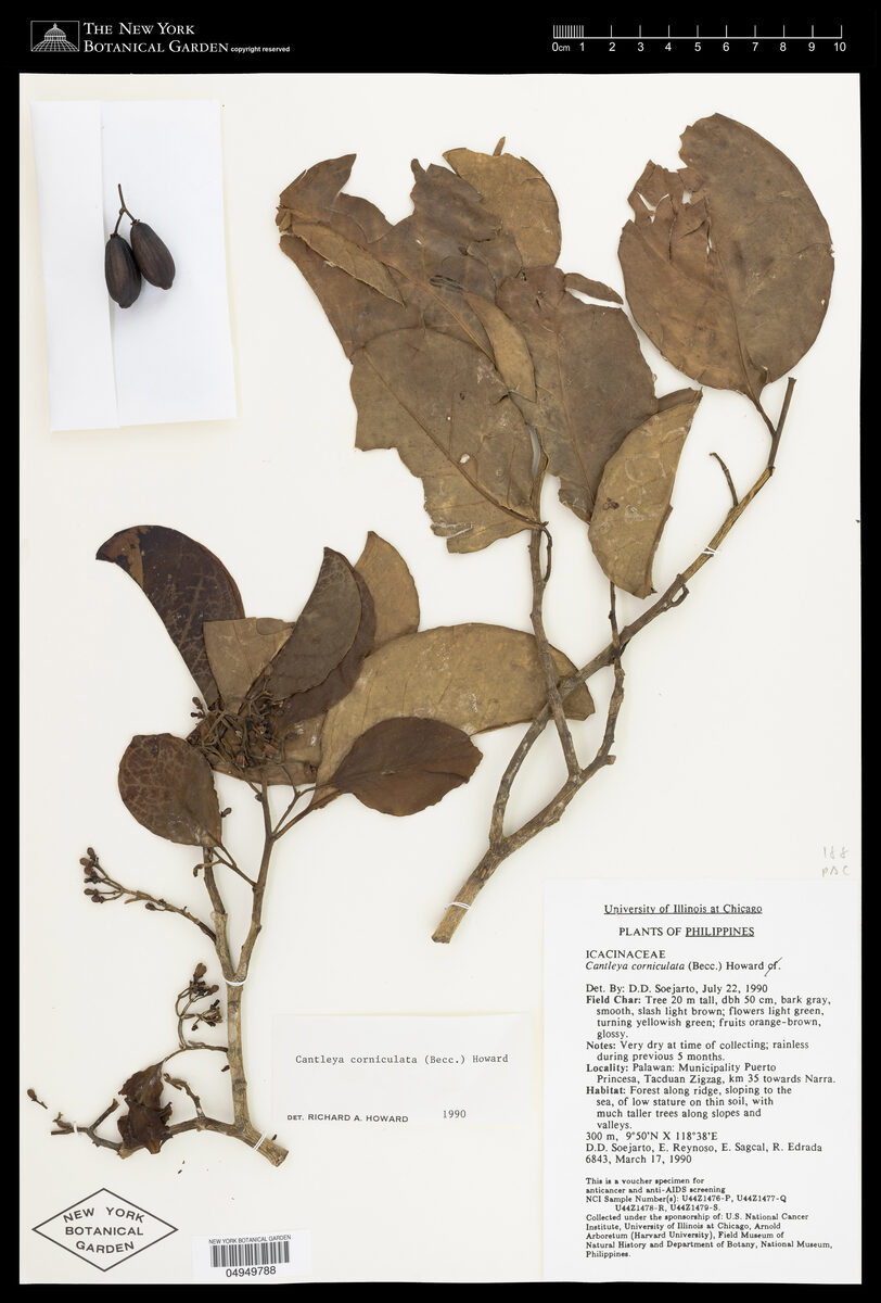 Cantleya corniculata - (Becc.) R.A.Howard (Daru) — photo