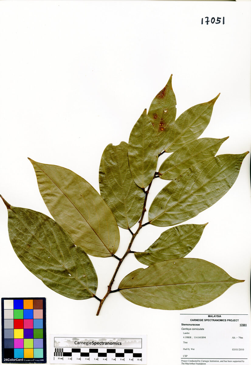 Cantleya corniculata - (Becc.) R.A.Howard