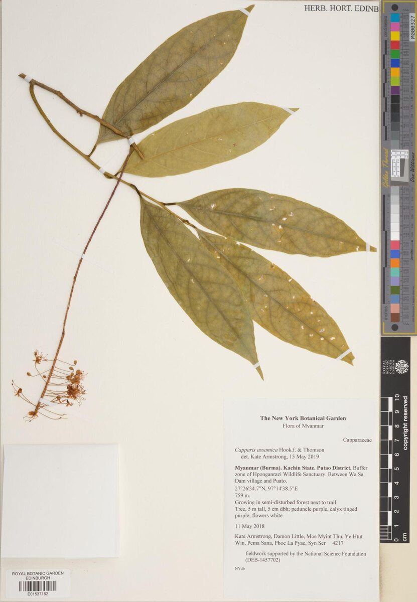 Capparis assamica (Mimekudo) — photo