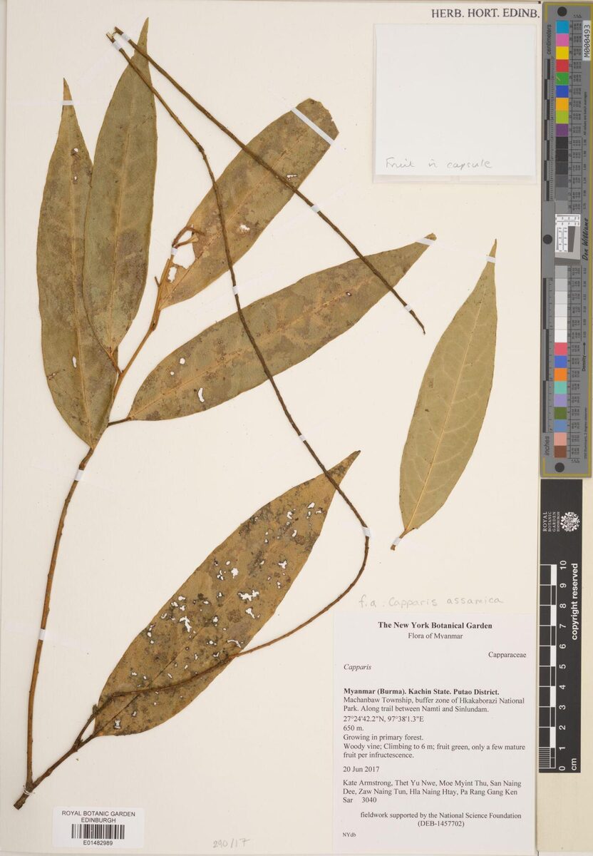 Capparis assamica (Mimekudo) — photo