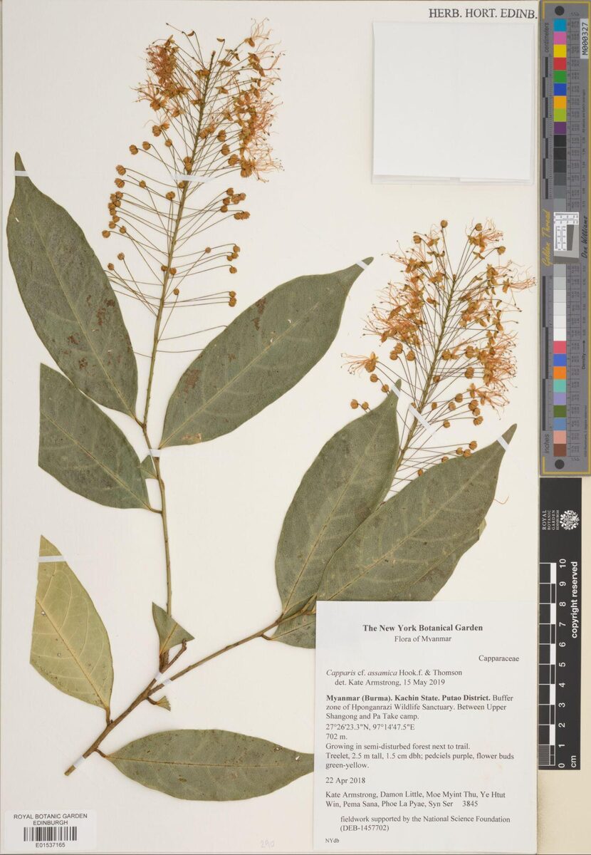 Capparis assamica