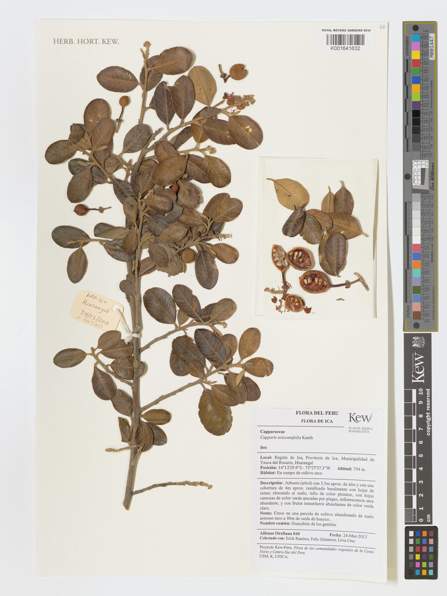 Capparis avicenniifolia (Vichayo) — photo