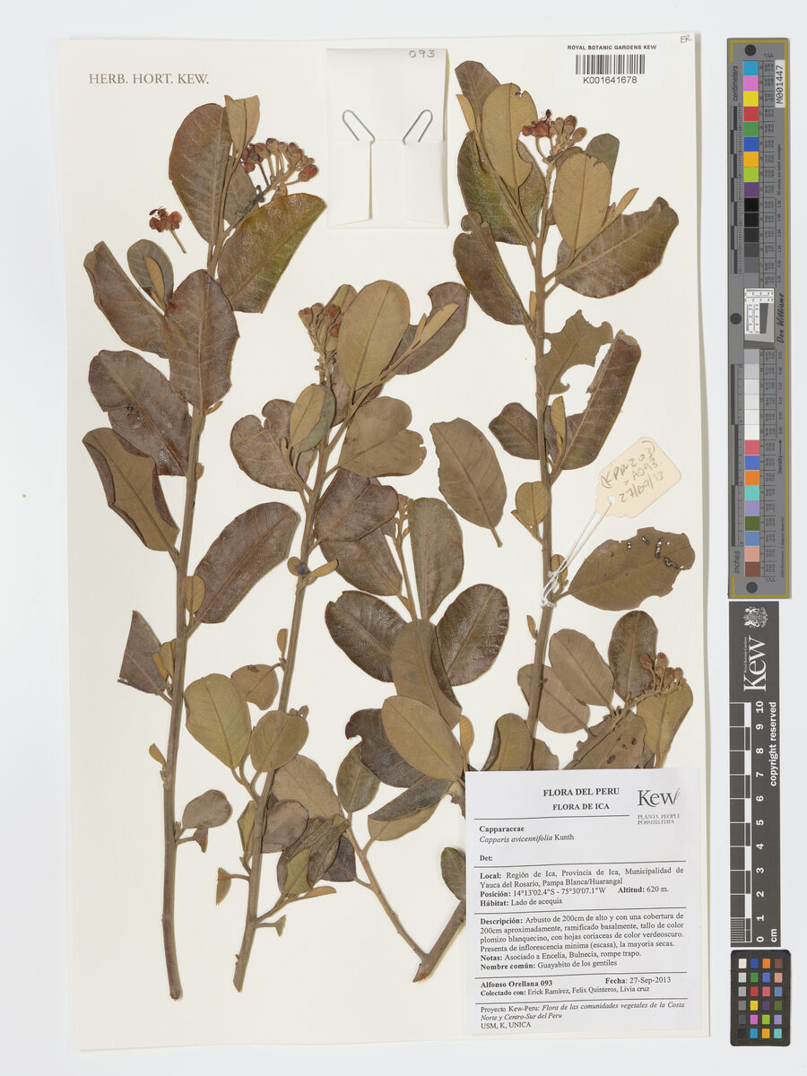 Capparis avicenniifolia (Vichayo) — photo