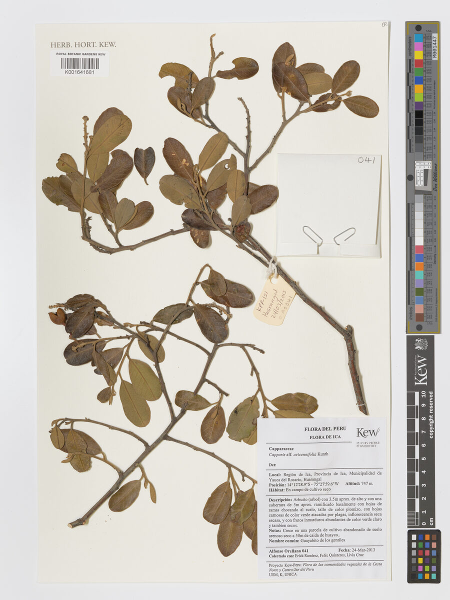 Capparis avicenniifolia