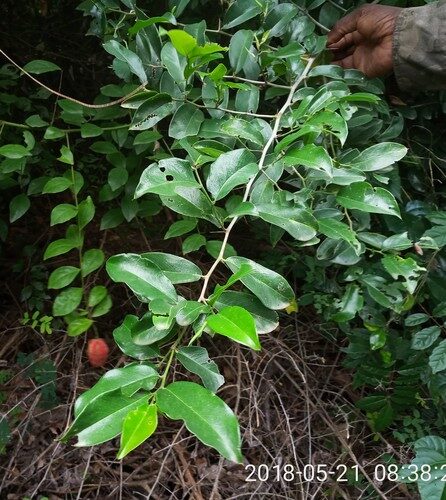 Capparis erythrocarpos (Ong'ono) — photo
