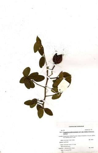 Capparis erythrocarpos (Ong'ono) — photo