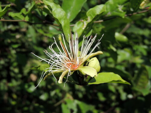 Capparis erythrocarpos