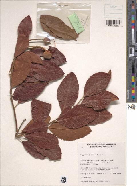 Capparis jacobsii