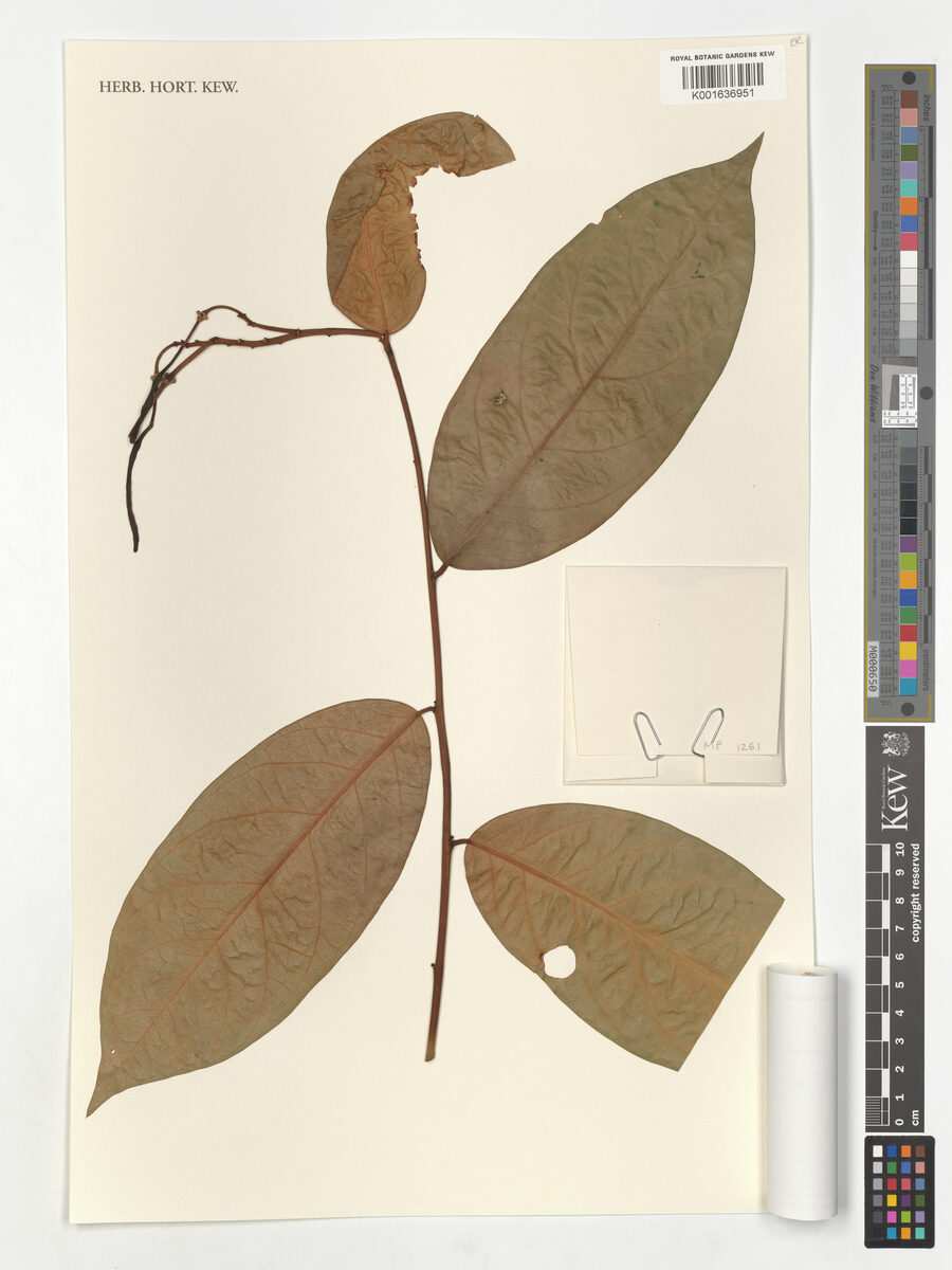 Capparis maroniensis — photo