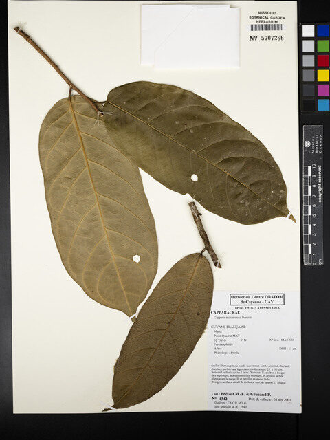 Capparis maroniensis