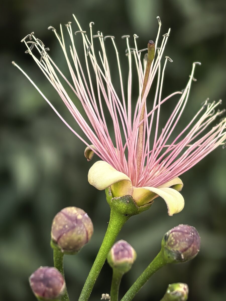 Capparis petiolaris (Achora) — photo