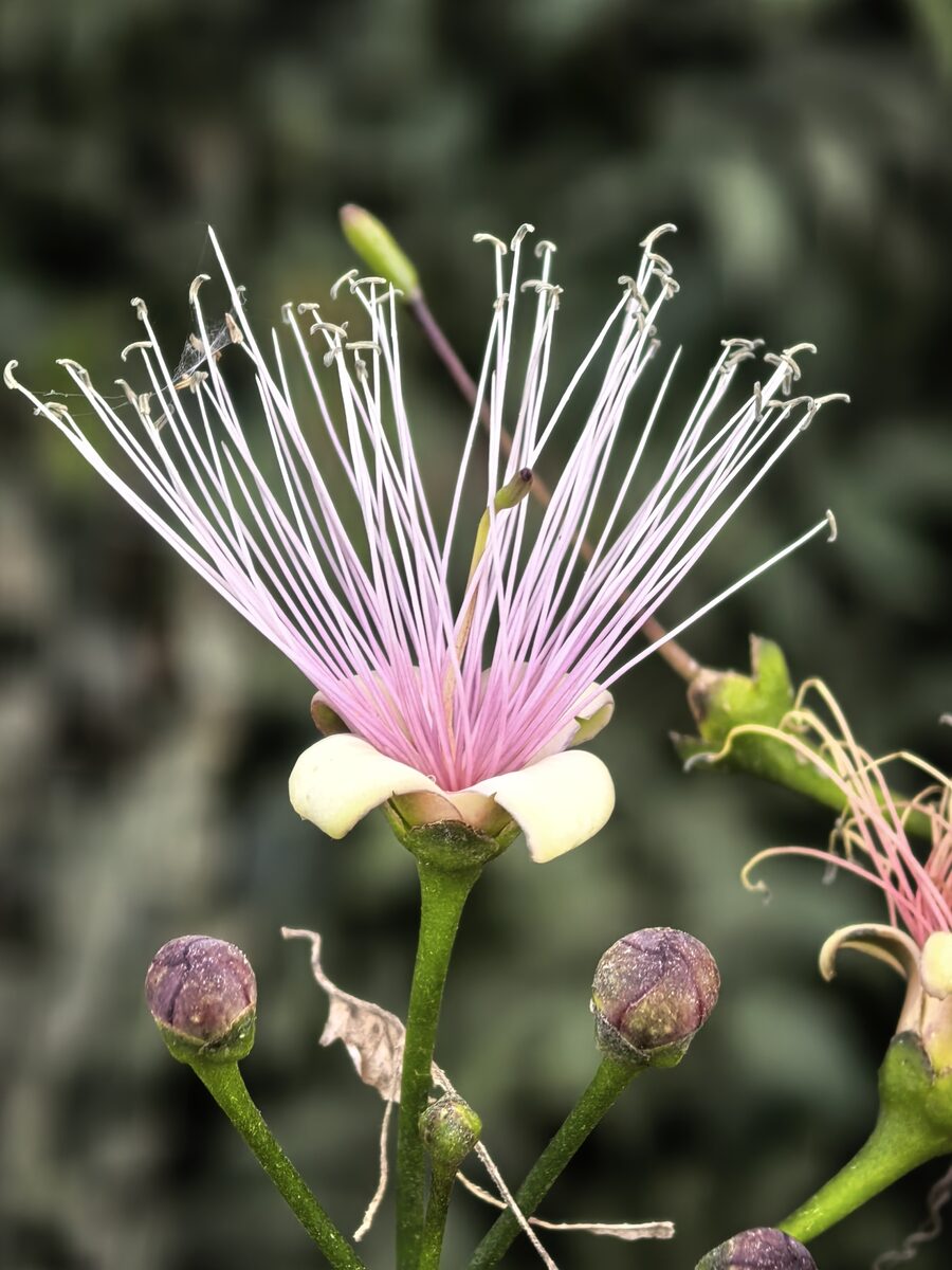 Capparis petiolaris (Achora) — photo