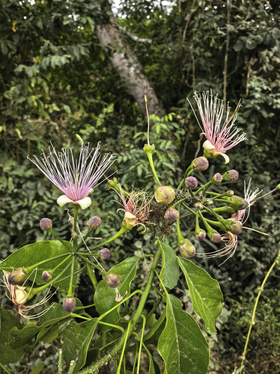 Capparis petiolaris