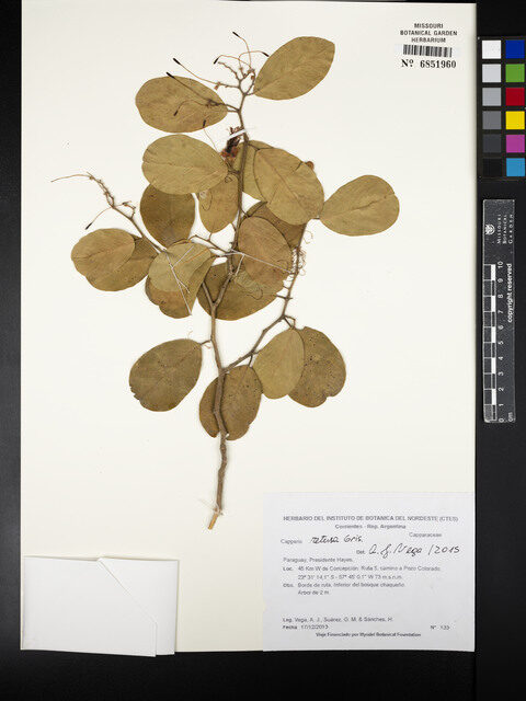 Capparis retusa (Sacha bean) — photo
