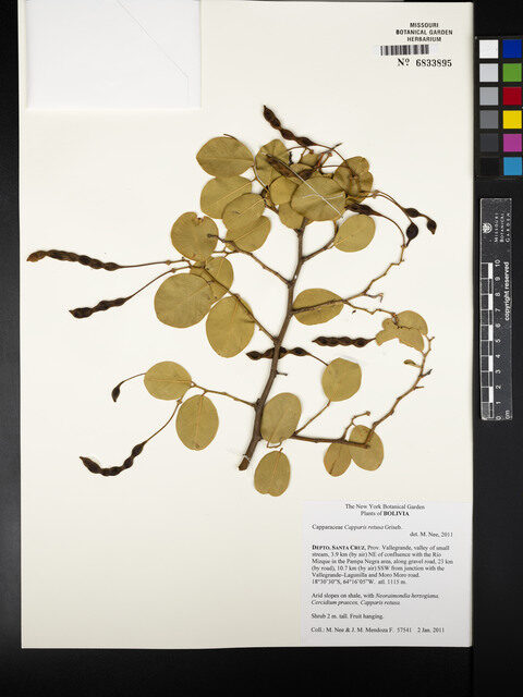 Capparis retusa (Sacha bean) — photo
