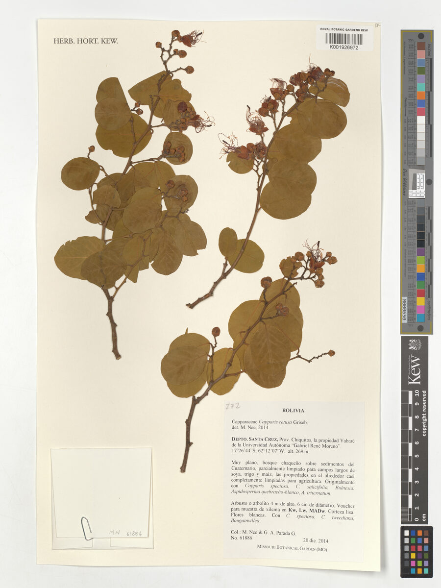 Capparis retusa