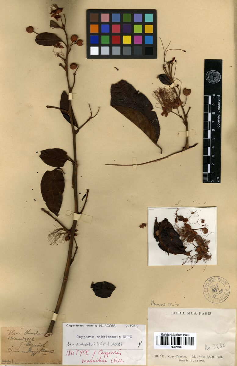Capparis sikkimensis subsp. masaikai