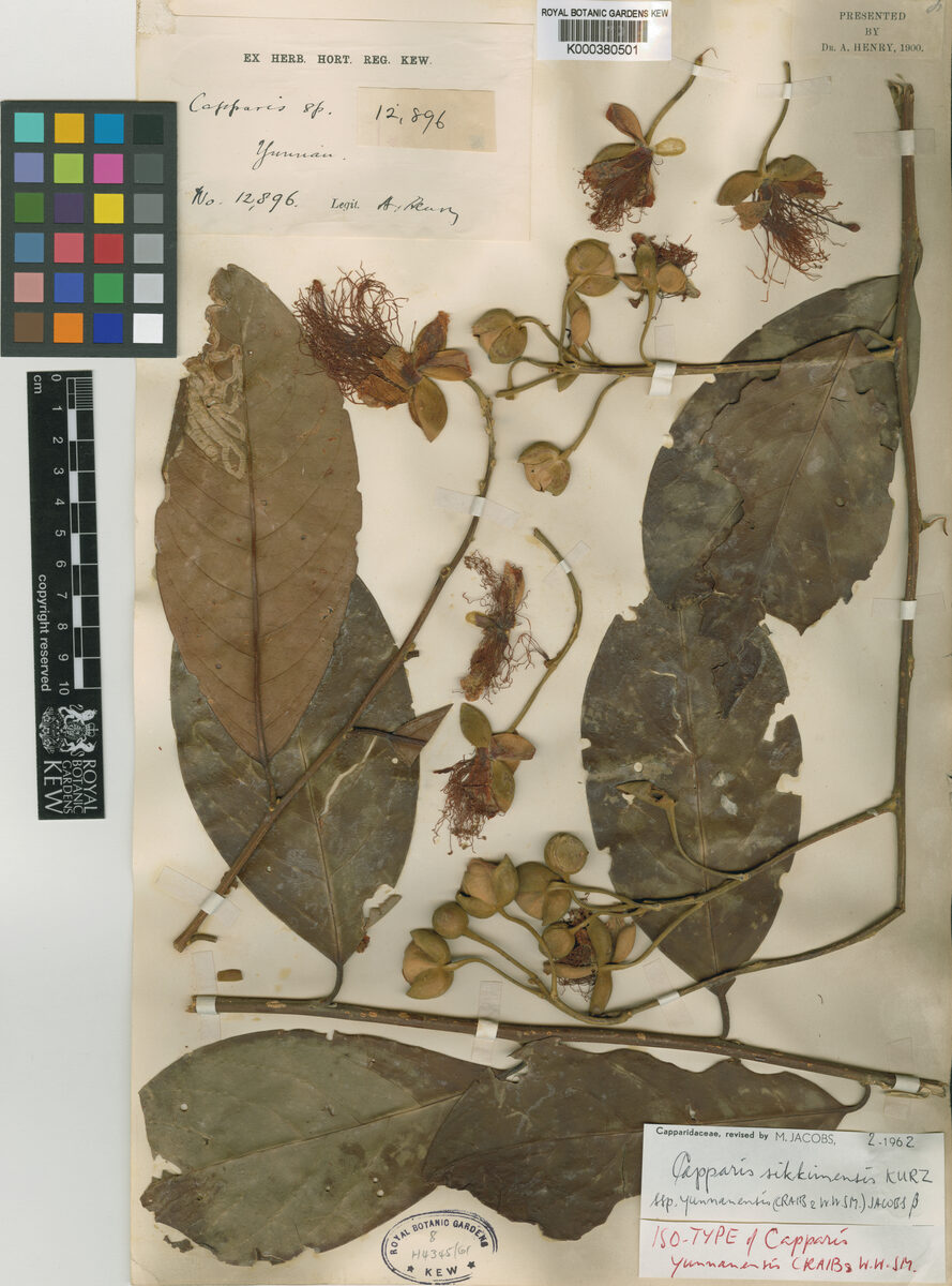 Capparis sikkimensis subsp. yunnanensis