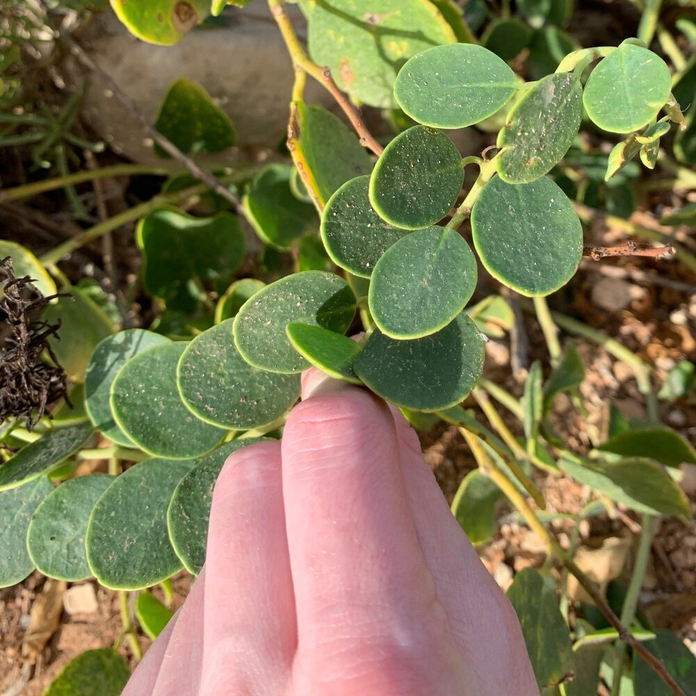 Capparis spinosa subsp. rupestris - (Sm.) Nyman (Spineless Caper) — photo