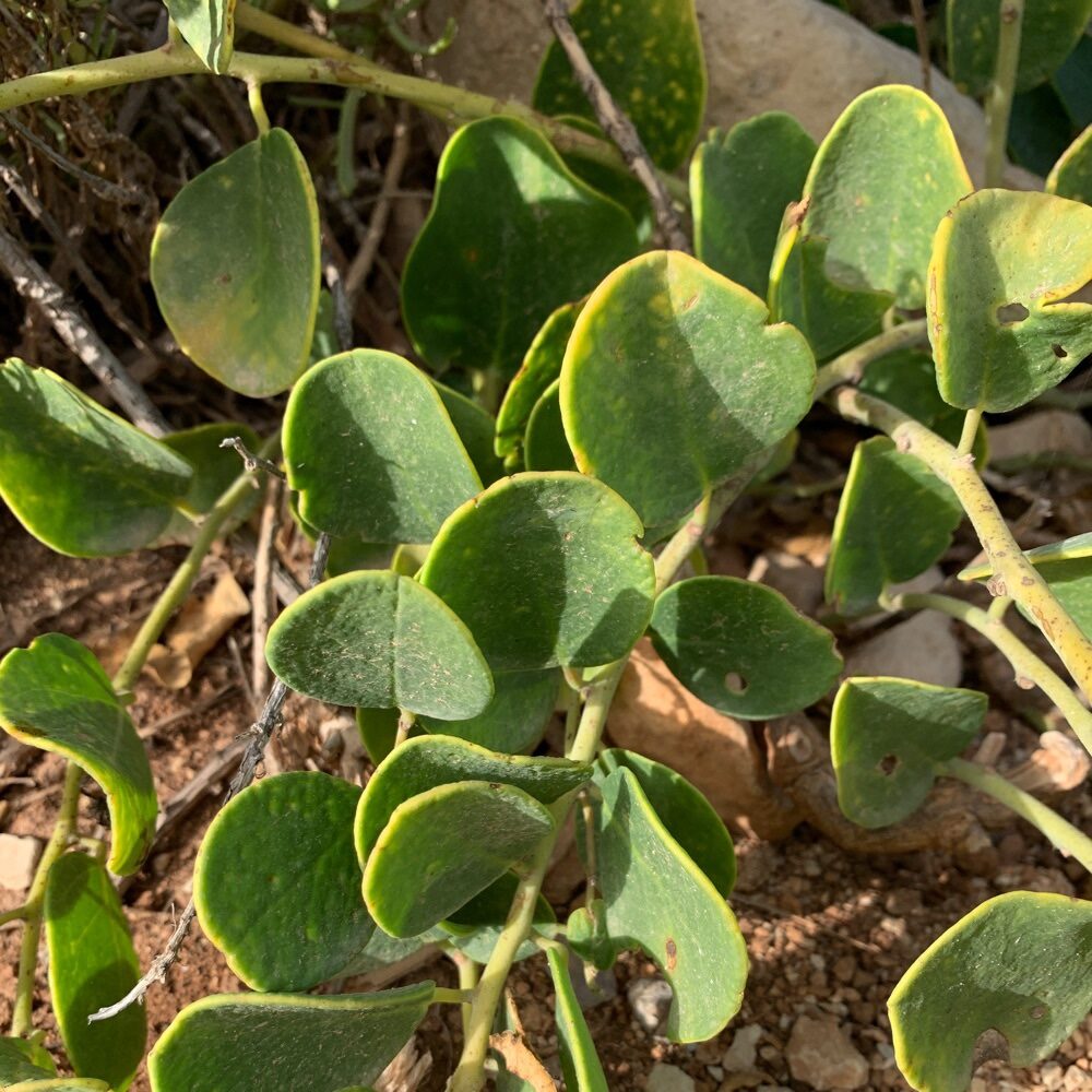 Capparis spinosa subsp. rupestris - (Sm.) Nyman (Spineless Caper) — photo