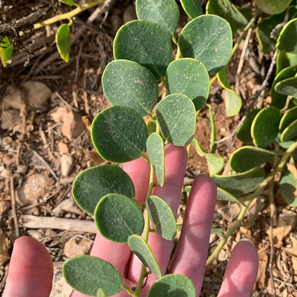 Capparis spinosa subsp. rupestris - (Sm.) Nyman