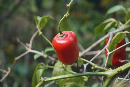 Capsicum annuum (Capsicum) — photo