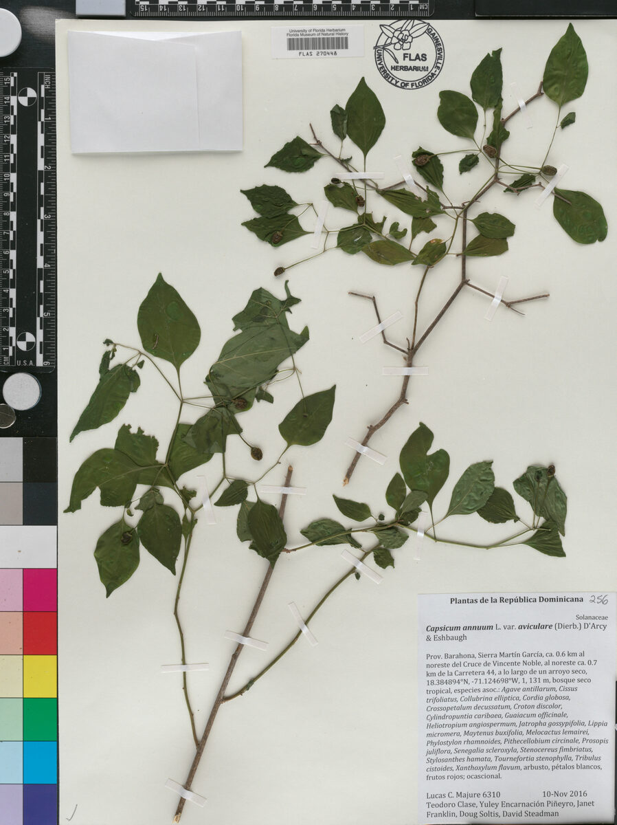 Capsicum annuum var. aviculare - (Dierb.) D'Arcy & Eschbaugh