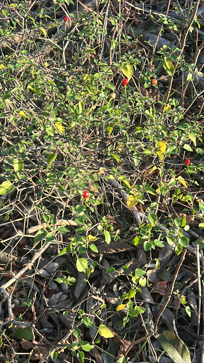 Capsicum annuum var. cerasiforme (Cherry peppers) — photo