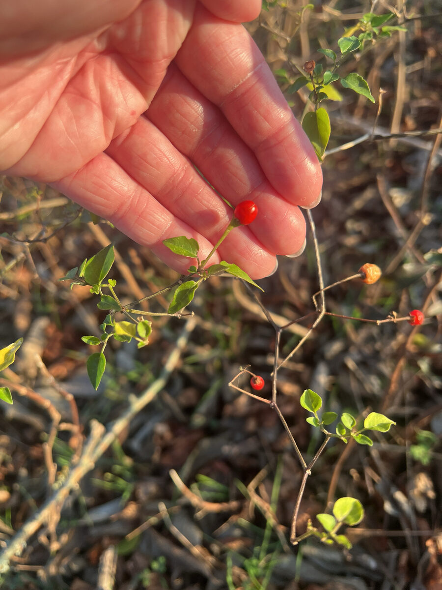 Capsicum annuum var. cerasiforme (Cherry peppers) — photo
