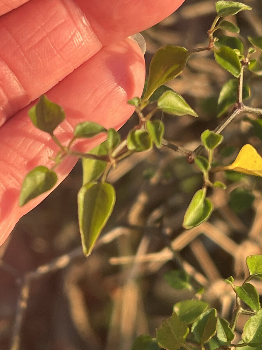Capsicum annuum var. cerasiforme