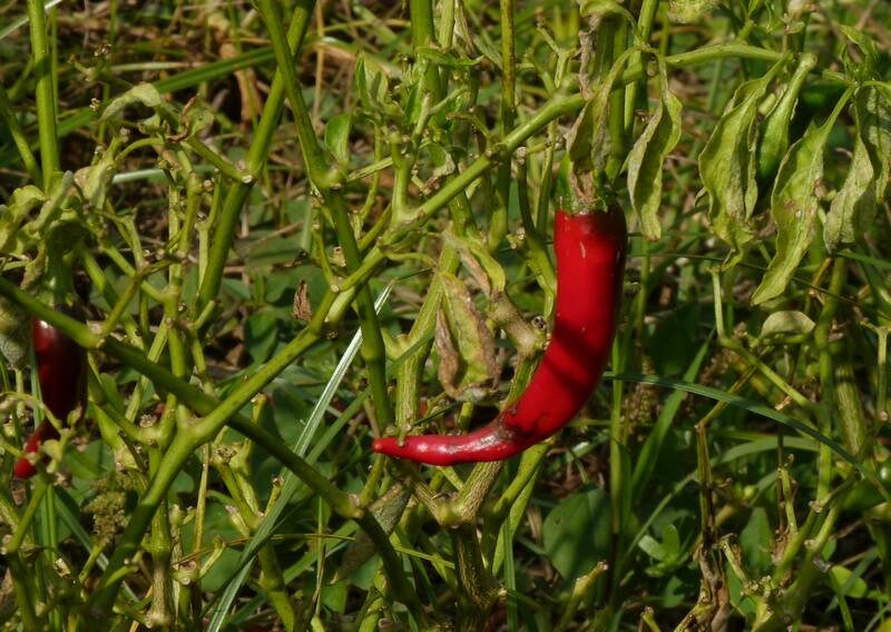 Capsicum annuum var. grossum (Bell pepper) — photo