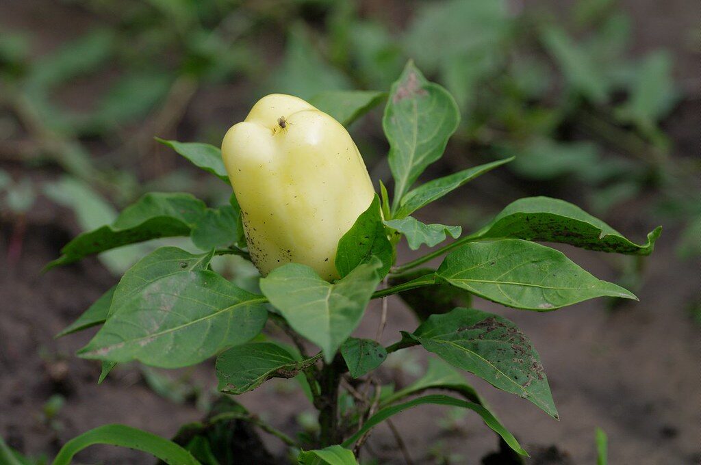 Capsicum annuum var. grossum (Bell pepper) — photo