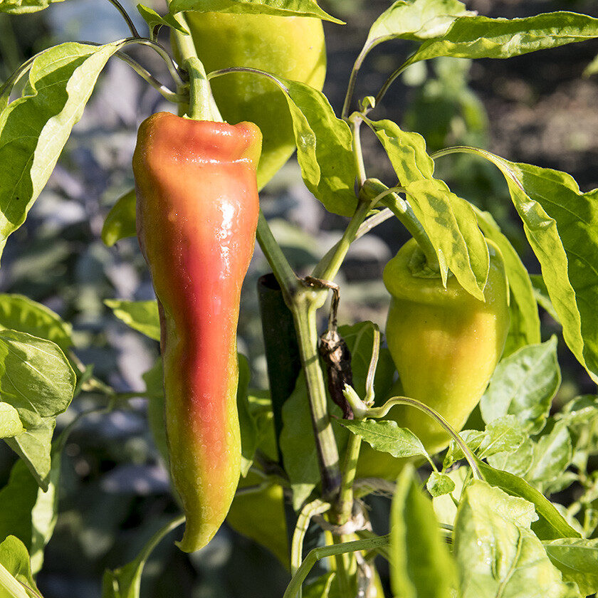 Capsicum annuum var. grossum