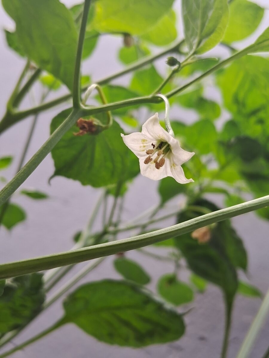 Capsicum baccatum var. pendulum (Brown's pepper) — photo