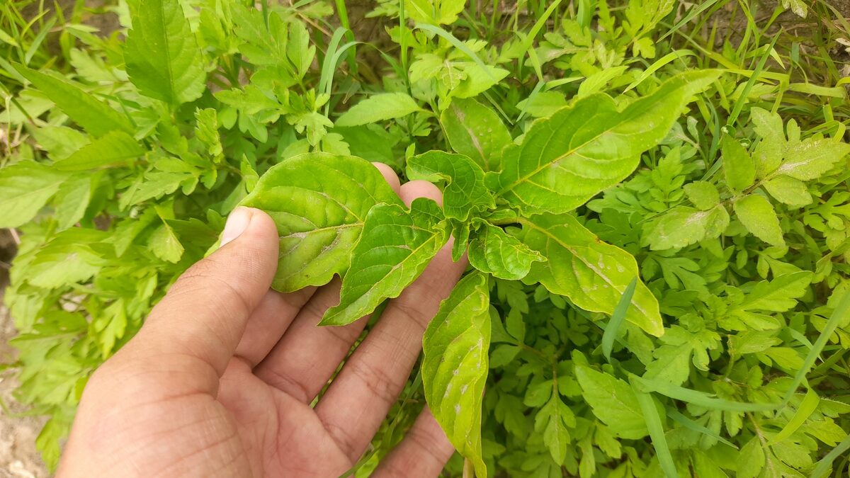 Capsicum baccatum var. pendulum (Brown's pepper) — photo