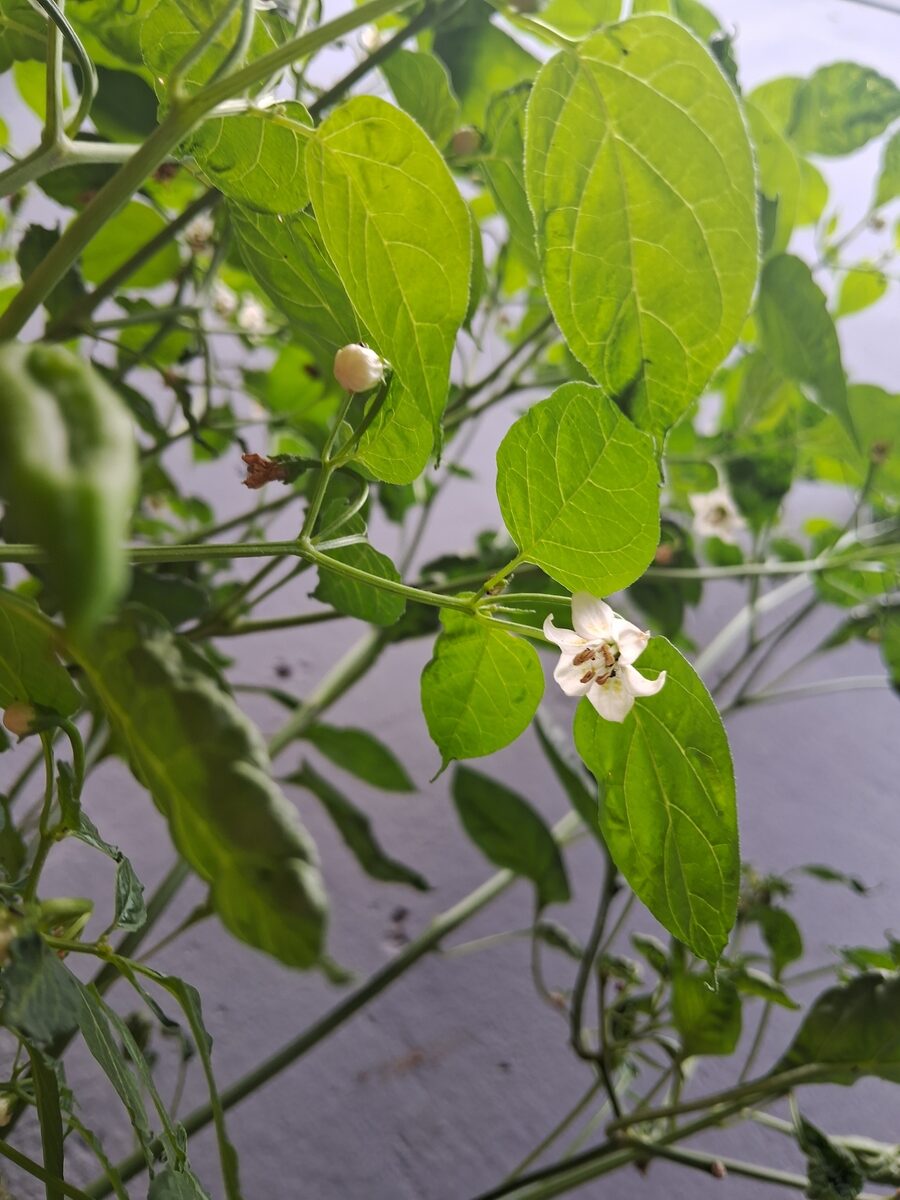 Capsicum baccatum var. pendulum