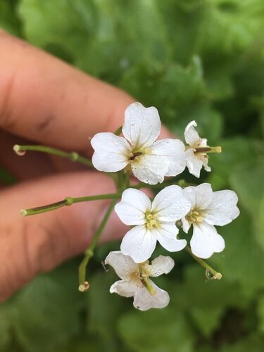 Cardamine cordifolia (Heartleaf Bittercress) — photo